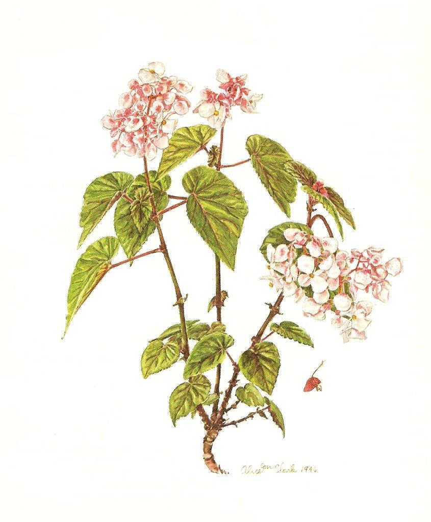 B. ‘Valeta’